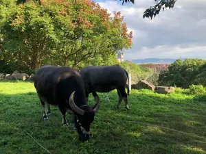 ▲北藝大校園內目前有3隻校牛，其中一隻被命名為「奧米加咆哮獸」。（圖／取自臉書北藝大護校神獸小麗&奧米加咆哮獸&犇爺）