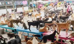 ▲「台南市徐園長護生協會」是民間團體,其園區內有超過5千隻狗狗,長期都靠各界善心人士捐助,園方也非常用心的照料這些狗狗。(圖/「台南市徐園長護生協會」官網) ▲「台南市徐園長護生協會」是民間團體,其園區內有超過5千隻狗狗,長期都靠各界善心人士捐助,園方也非常用心的照料這些狗狗。(圖/「台南市徐園長護生協會」官網)