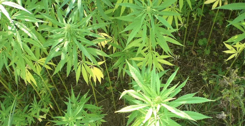 ▲巴西聯邦最高法院以多數票決定，將持有40克或6株大麻植物的上限，定義為區分吸毒者（大麻使用者）和販毒者的客觀標準，直到國會通過相關法規為止。（圖／翻攝自Pixabay）