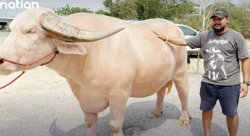▲泰國一頭白化症水牛以1800萬泰銖（約新台幣1600萬元）售出。（圖／翻攝自《民族報》）