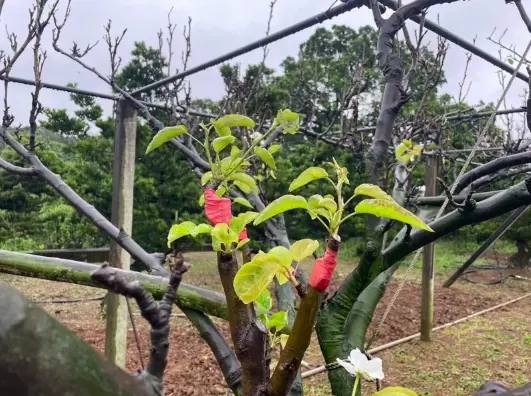 ▲高接梨於3月初陸續出現授粉不良、著果率低的狀況。（圖／新北市農業局。）