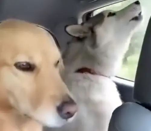 ▲黃金獵犬夾在兩隻哈士奇中央,而兩旁的二哈都正在仰天嚎叫,不間斷的鬼吼鬼叫讓黃金獵犬的笑容逐漸母湯。(圖/翻攝自微博) ▲黃金獵犬夾在兩隻哈士奇中央,而兩旁的二哈都正在仰天嚎叫,不間斷的鬼吼鬼叫讓黃金獵犬的笑容逐漸母湯。(圖/翻攝自微博)