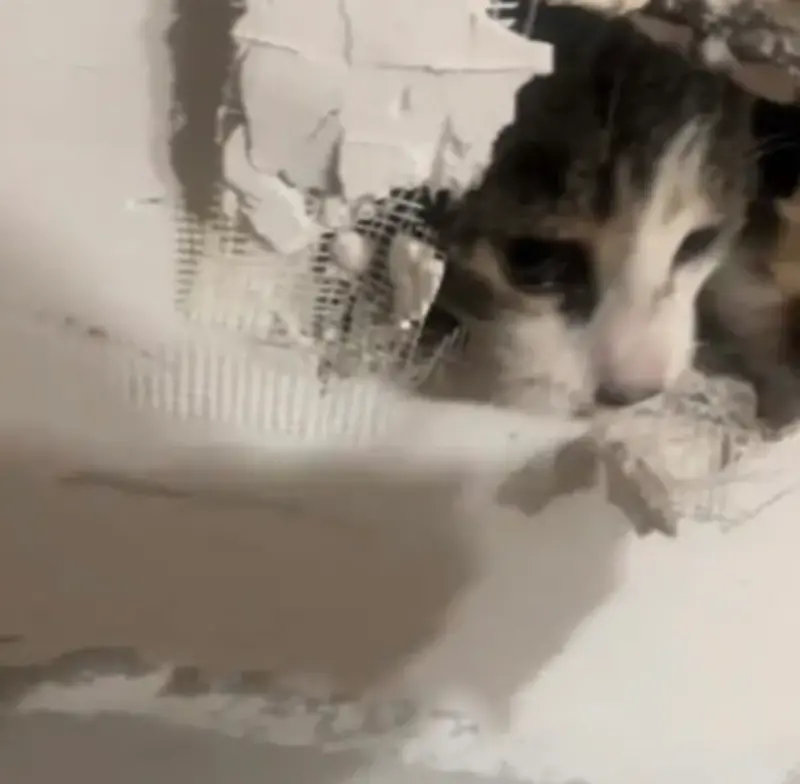 ▲美國賓州1名女子近日家中進行裝修工程，她驚駭的發現愛貓被封在牆裡，嚇得她趕緊破牆救援。（圖／擷取自TikTok影片）