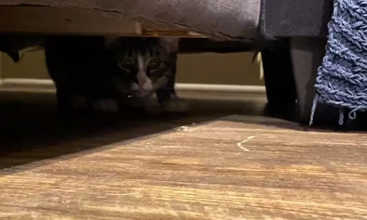 ▲沙發底下真的有眼睛！美國一戶人家買了一個二手沙發回家，沒想到底部躲藏一隻虎斑貓！（圖/翻攝The Dodo）