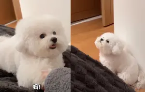 ▲飼主媽媽規定小狗不能上床,結果狗狗花花偷偷跑上床,還被主人給陰了,假借握手抓住牠不放,並且大喊媽媽!讓花花給氣死!(圖/IG) ▲飼主媽媽規定小狗不能上床,結果狗狗花花偷偷跑上床,還被主人給陰了,假借握手抓住牠不放,並且大喊媽媽!讓花花給氣死!(圖/IG)