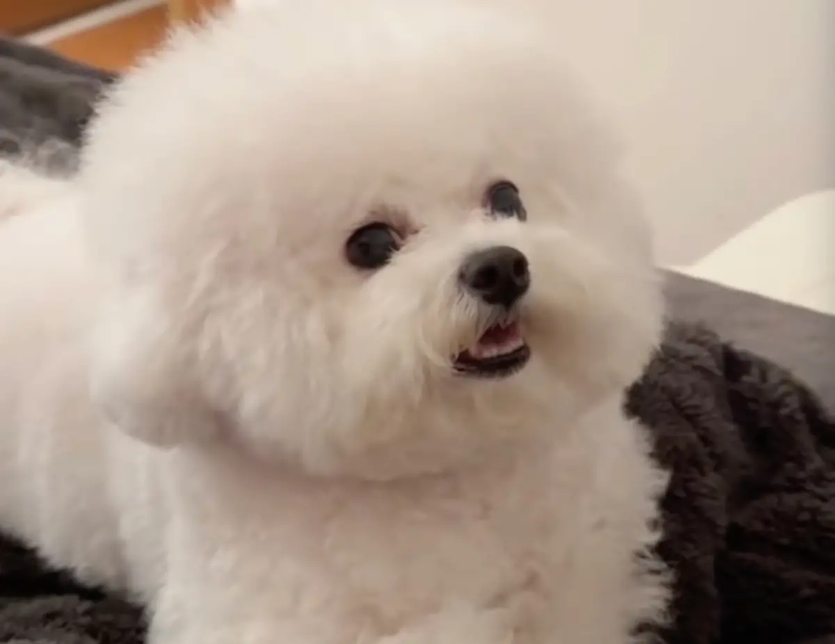 ▲一隻小狗名為花花，因主人家中有規定小狗不能上床，結果牠偷偷跑上去爽躺，被主人告狀後氣噗噗！（圖/IG）