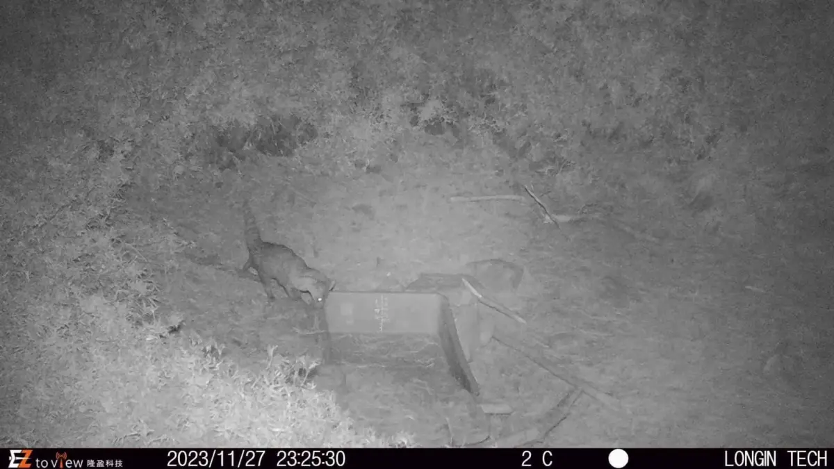 ▲ 麝香貓現身玉山國家公園的麟趾山區。（圖／玉山國家公園粉絲專頁）