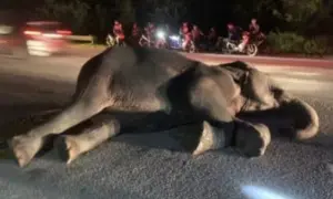 ▲大象被休旅車撞倒在地後腿部受傷。（圖／翻攝自臉書）