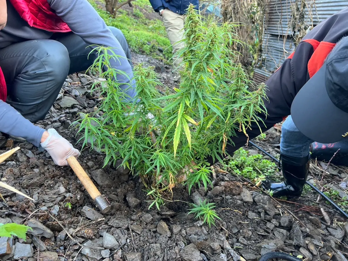 ▲泰籍女移工等3人，在台中市和平山區工寮種大麻，3人說只為自用及懷念故鄉。（圖/記者鄧力軍翻攝）