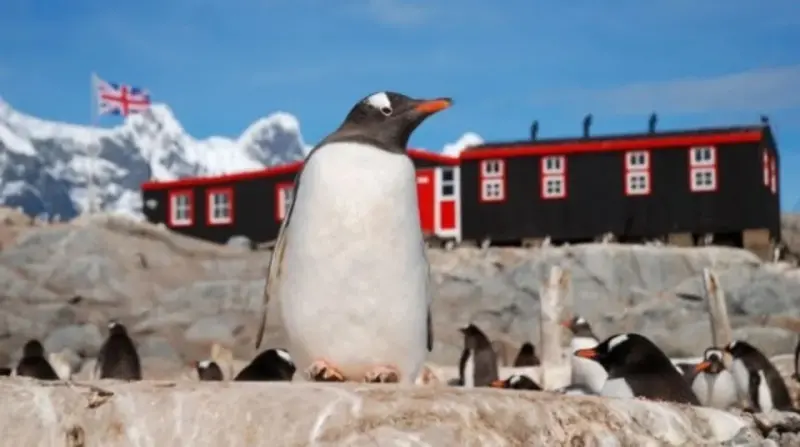 世界最南郵局徵才！「企鵝郵局」招募鏟屎官　收發郵件還要數企鵝