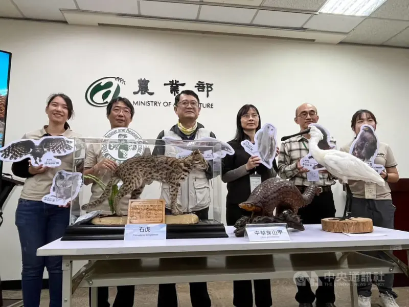 ▲農業部生物多樣性研究所野生動物急救站成立滿30年，為教學級動物醫院，累計救傷1.4萬隻野生動物，不論救治、野放及保育調查都累計成果，生多所19日舉行記者會宣布急救站「30而立」，功能多元。中央社記者楊淑閔攝 113年3月19日