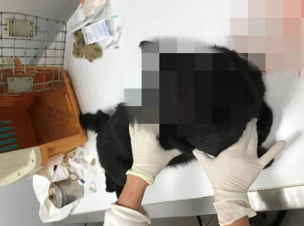 ▲新北男大生酒後失控　涉虐殺宿舍學姐愛貓（圖／翻攝畫面）