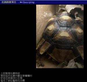▲男子準備下班時再次確認,才發現紙箱內的龜殼是活體。(圖/翻攝批踢踢) ▲男子準備下班時再次確認,才發現紙箱內的龜殼是活體。(圖/翻攝批踢踢)