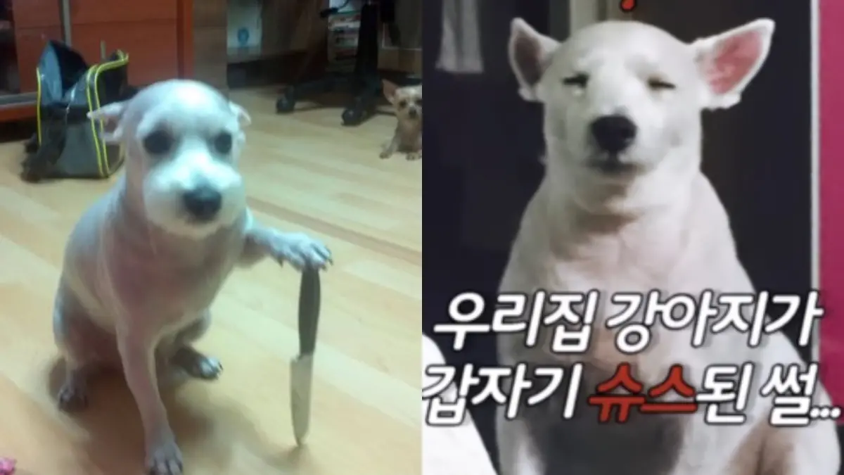 ▲韓韶禧發文用的「강쇠」狗狗迷因，讓這隻明星犬二度爆紅。（圖／翻攝自韓韶禧、狗主人Instagram）