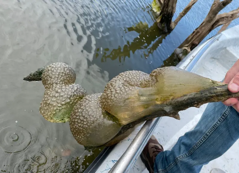▲近期奧克拉荷馬州的水庫湖泊中，出現像極了「外星卵囊」的不明物體，讓當地居民聞風喪膽。（圖／取自ODWC臉書）
