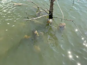 ▲苔蘚蟲泡在水裡，看起來就像是電影中常出現的外星生物卵囊。（圖／取自ODWC臉書）