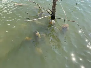 ▲苔蘚蟲泡在水裡,看起來就像是電影中常出現的外星生物卵囊。(圖/取自ODWC臉書) ▲苔蘚蟲泡在水裡,看起來就像是電影中常出現的外星生物卵囊。(圖/取自ODWC臉書)