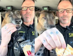▲員警大叔與警犬一起分享台灣「雪月雪餅」,畫面實在萌翻,引起大批台灣網友湧入留言。(圖/Tik Tok) ▲員警大叔與警犬一起分享台灣「雪月雪餅」,畫面實在萌翻,引起大批台灣網友湧入留言。(圖/Tik Tok)