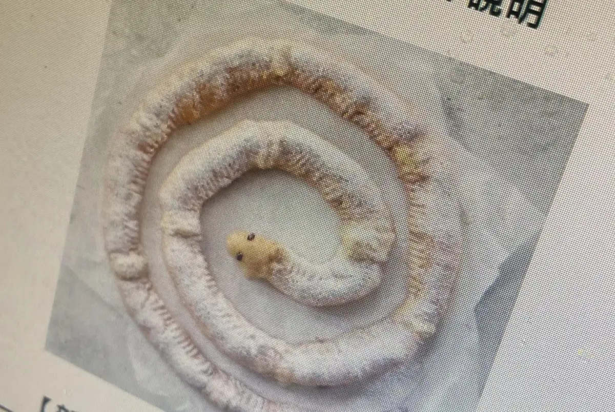 ▲必勝客疑似將在今年愚人節推出「芝心蛇圈圈」的新品，被員工提前爆料出來，瞬間引起話題。（圖/靠北必勝客）