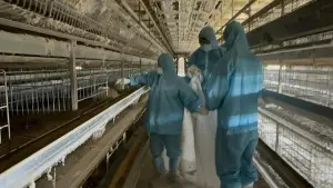 近2萬隻遭撲殺！彰化二林鎮蛋雞異常死亡　確診感染H5N1禽流感
