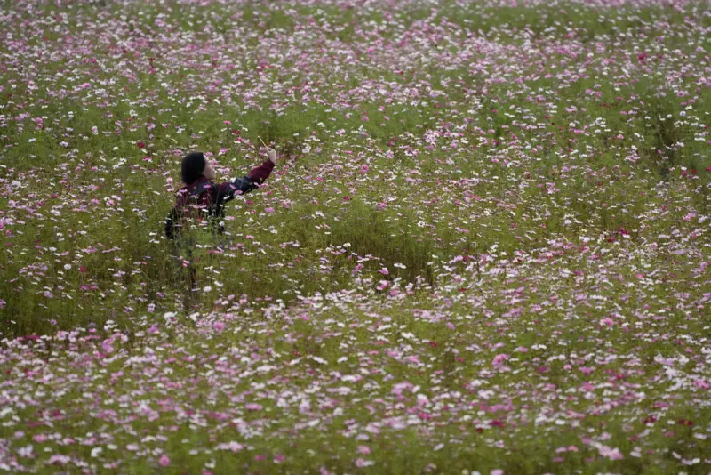 ▲韓國今年春天的櫻花季卻未迎來盛開的櫻花。圖為韓國賞花遊客。（圖／美聯社）