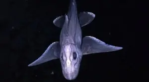 新發現巨眼海底生物！泰國海域有「鬼鯊」　最古老魚類之一
