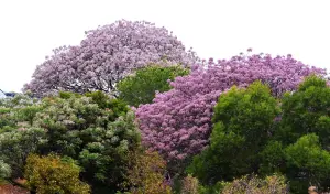 ▲台中市都會公園的苦楝樹，花朵顏色各有不同。（圖／翻攝內政部國家公園署國家自然公園管理處臉書，2024.03.26）