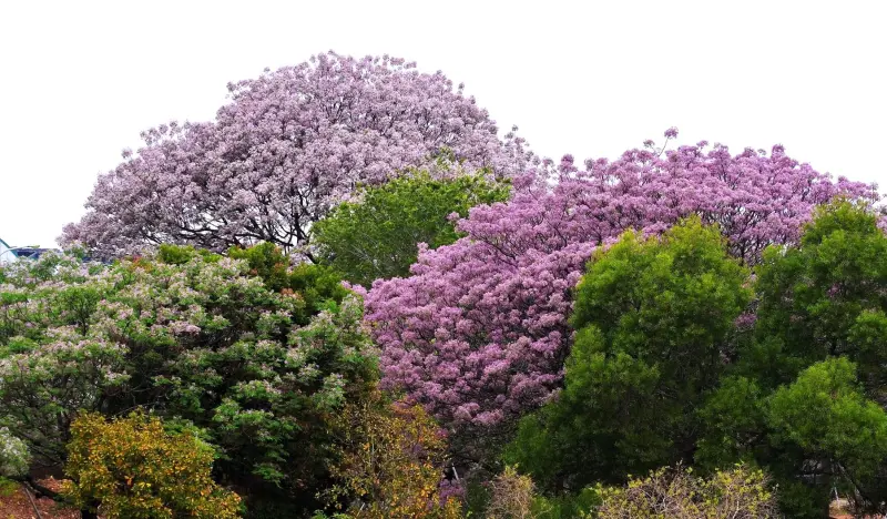 ▲台中市都會公園的苦楝樹,花朵顏色各有不同。(圖/翻攝內政部國家公園署國家自然公園管理處臉書,2024.03.26)