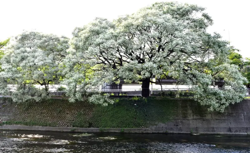 ▲台中市潮洋溪畔有罕見的白花苦楝樹。(資料畫面/台中市政府提供,2024.03.26)