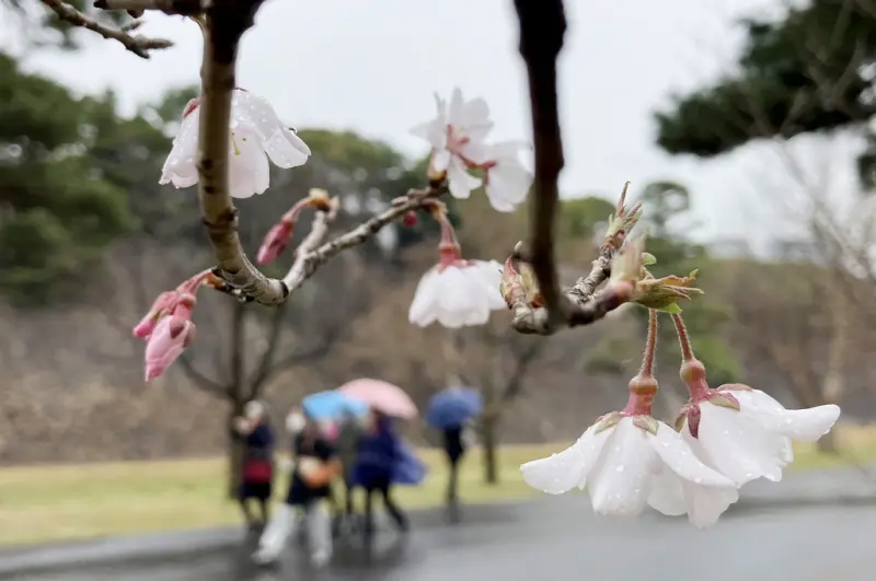 ▲東京今年的櫻花開花比往年還要晚，日本氣象協會原先預估24日會開花，但直至25日下午，靖國神社的「標本木」卻連一朵花都沒有綻放，估計開花還需要幾天的時間。圖為皇居的櫻花。（圖／美聯社／達志影像）