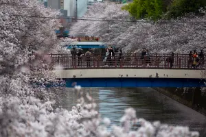▲東京目黑川沿岸種植了800株櫻花，是知名賞櫻景點。（圖／美聯社／達志影像）