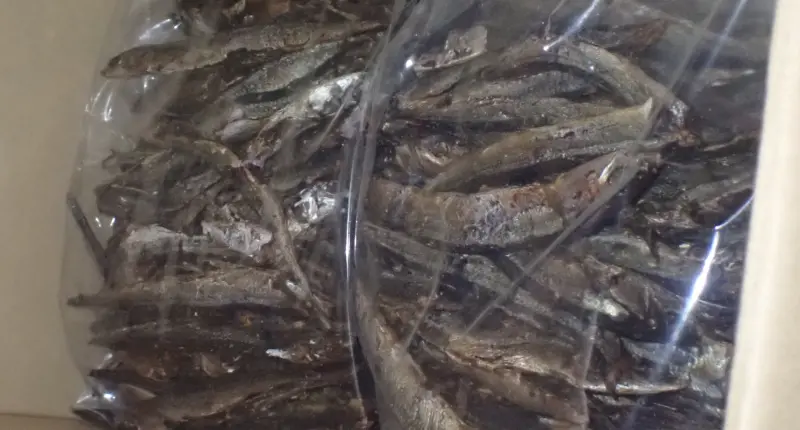 ▲一批自日本熊本輸入的焙乾秋刀魚節檢出苯（a）駢芘超標，計50公斤遭退運或銷毀。（圖／食藥署提供）