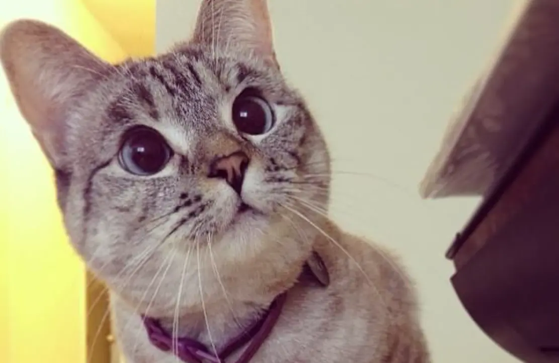 ▲全球富有貓咪，就是擁有一雙淡藍色眼眸的混血貓咪娜拉(Nala)，2歲就因為這張照片紅遍全球。（圖／取自IG@nala_cat）