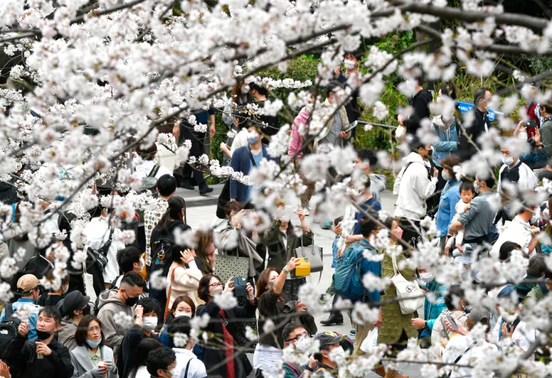 ▲上野恩賜公園是東京知名賞櫻景點之一，每年都會吸引大批人潮前往。（圖／美聯社／達志影像）