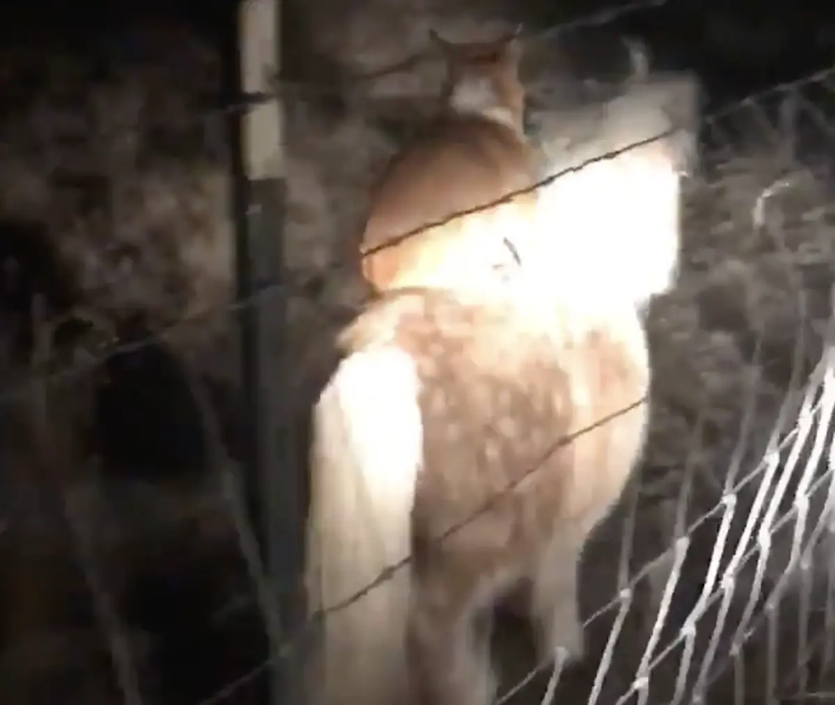 ▲一名騎師日前深夜在自家馬廄聽到奇怪聲響，走近看發現，一隻柯基竟騎在愛馬背上，且還在熟練地小跑步。（圖／翻攝自X）