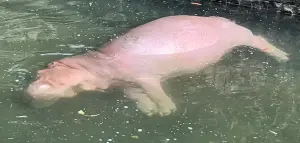 壽山河馬「側躺水中」沒動靜!誦經團先別出動 動物園苦笑曝真相