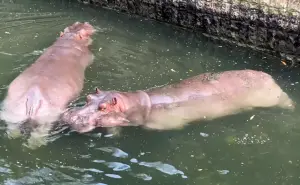 ▲香香OS:粉絲們怎麼這麼慌張。(圖/取自FB@「Shou Shan Zoo 壽山動物園」) ▲香香OS:粉絲們怎麼這麼慌張。(圖/取自FB@「Shou Shan Zoo 壽山動物園」)