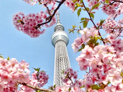 ▲東武橋畔有高聳河津櫻，每年3月總吸引大批攝影迷們熱門拍照去處，能同框拍到櫻花與晴空塔。（圖／記者葉盛耀攝）