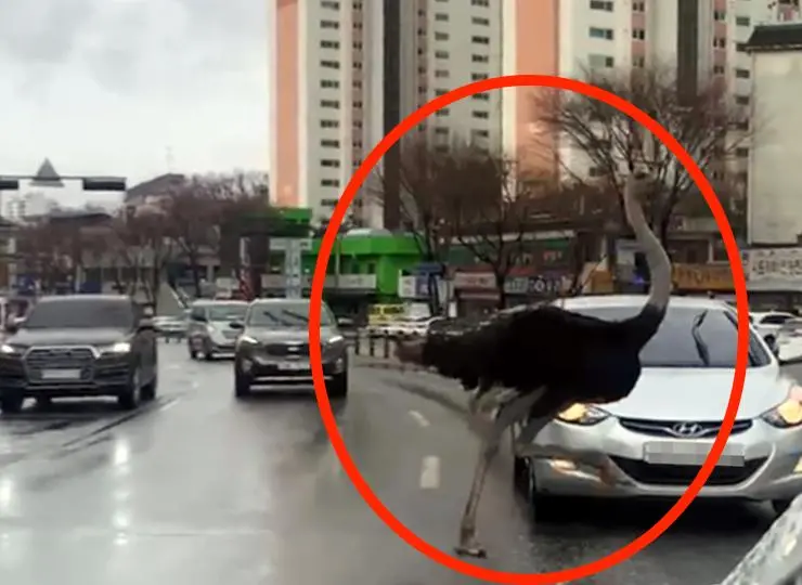 韓國鴕鳥嚮往自由！在大街車陣中拔腿狂奔　嚇壞路人