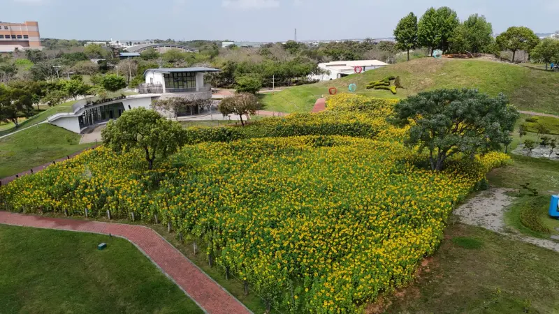 ▲后里環保公園廣達1公頃的向日葵花海正盛開(圖／建設局提供2024.3.28)