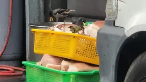 台中「南屯蕭」爌肉飯驚見八哥啄食豬肉!網憂下一家寶林茶室