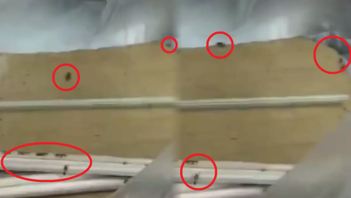 ▲基隆一名網友在臉書社團爆料，叫外送水餃，打開竟有蟑螂亂竄，傳是基隆公有成功市場內的店家，衛生局也於昨日到場稽查。（圖／翻攝基隆人大小事）