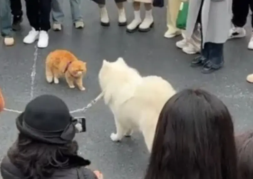 ▲一隻薩摩耶在路上遇到一隻胖橘貓，當街罵到橘貓動也不敢動，但結局卻讓圍觀路人笑了。（圖/微博）