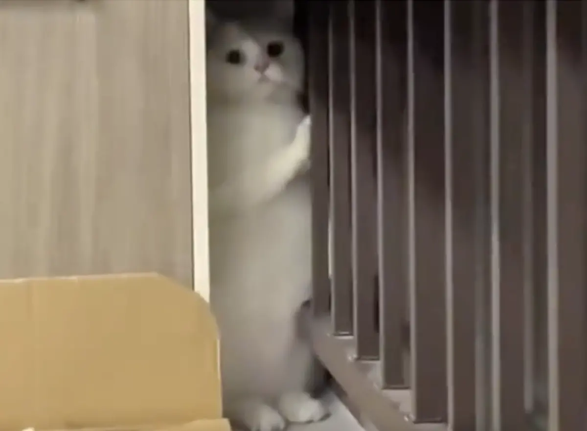 ▲中國浙江一名飼主，日前將在外流浪的虎斑貓帶回家收編，但原先就住家裡的「前輩貓」見狀，立刻躲到牆壁縫隙裡藏好。（圖／翻攝自微博）