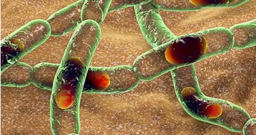 ▲泰國近期發生30年來首起炭疽病死亡案例。（圖／翻攝自X）