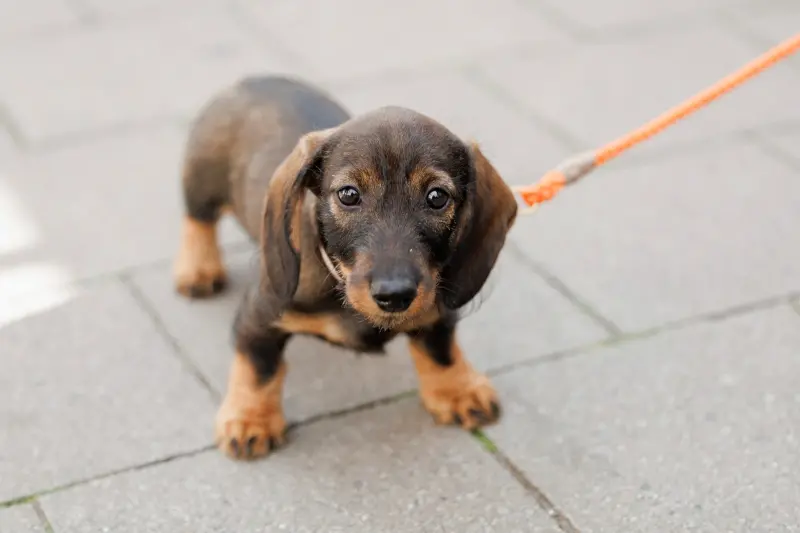 ▲關於有報導稱，德國將立法禁止飼養臘腸狗的消息，該國政府已澄清是為了防止「殘酷繁殖」的發生。（示意圖／美聯社／達志影像）