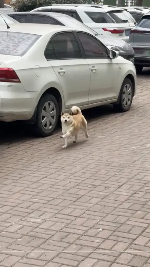 ▲近日一隻柴犬在大街上走路的樣子，像極了正在跳滑步舞，讓原PO當場笑出聲來，甚至拿起手機拍下上傳網路。（圖／翻攝自TikTok）