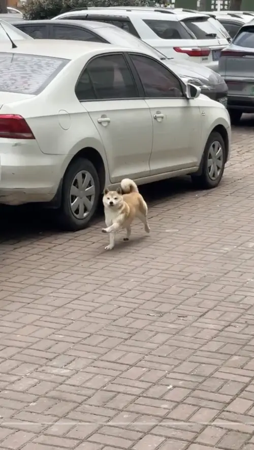 ▲近日一隻柴犬在大街上走路的樣子,像極了正在跳滑步舞,讓原PO當場笑出聲來,甚至拿起手機拍下上傳網路。(圖/翻攝自TikTok) ▲近日一隻柴犬在大街上走路的樣子,像極了正在跳滑步舞,讓原PO當場笑出聲來,甚至拿起手機拍下上傳網路。(圖/翻攝自TikTok)