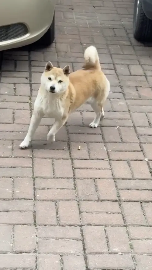 ▲近日一隻柴犬在大街上走路的樣子,像極了正在跳滑步舞,讓原PO當場笑出聲來,甚至拿起手機拍下上傳網路。(圖/翻攝自TikTok) ▲近日一隻柴犬在大街上走路的樣子,像極了正在跳滑步舞,讓原PO當場笑出聲來,甚至拿起手機拍下上傳網路。(圖/翻攝自TikTok)