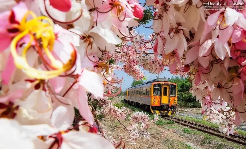 清明連假中部賞花全攻略　平地的花旗木美得像阿里山鐵道櫻花